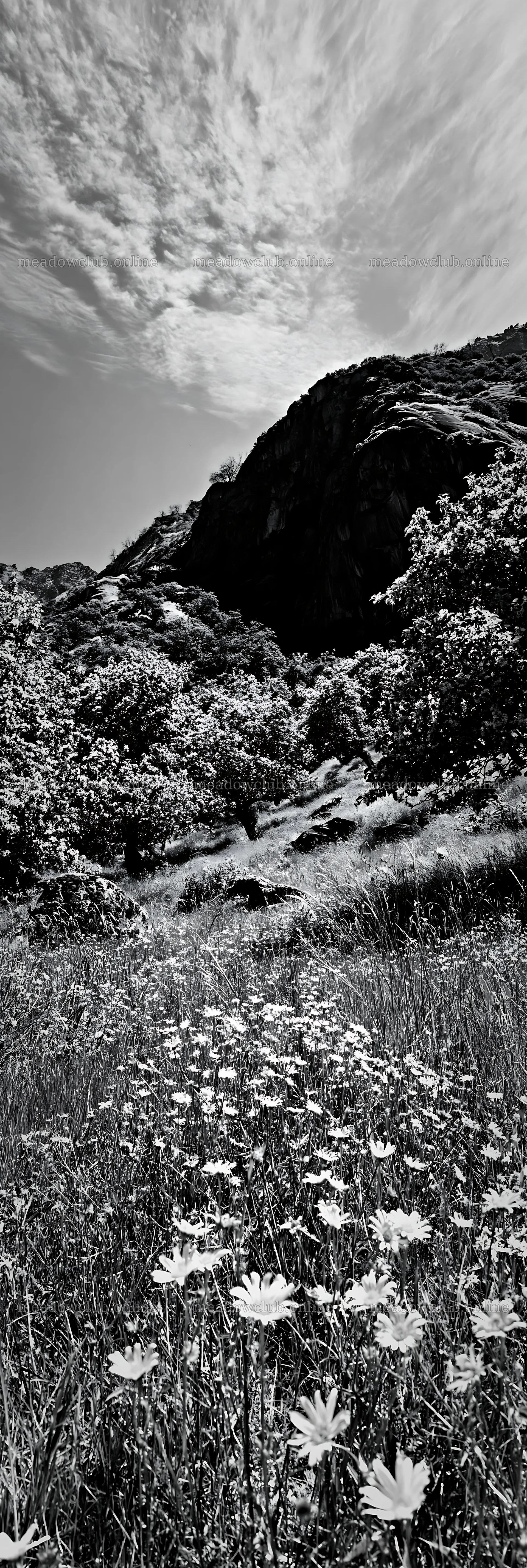 Valley apple meadow with flowers and hills in the background – meadow photos 4602x13690