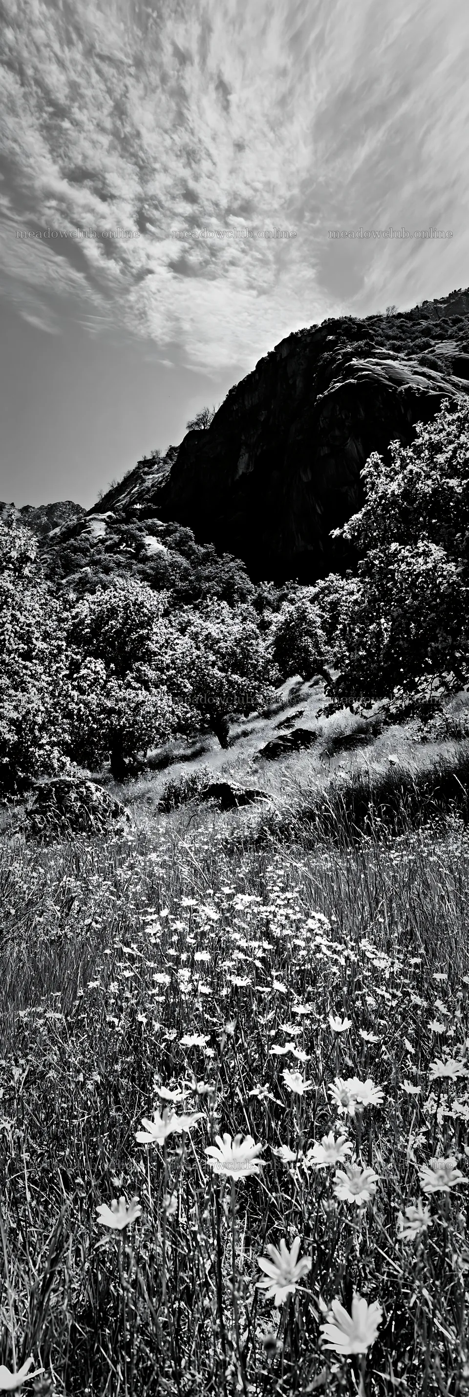 Valley apple meadow with flowers and hills in the background – meadow photos 4602x13690