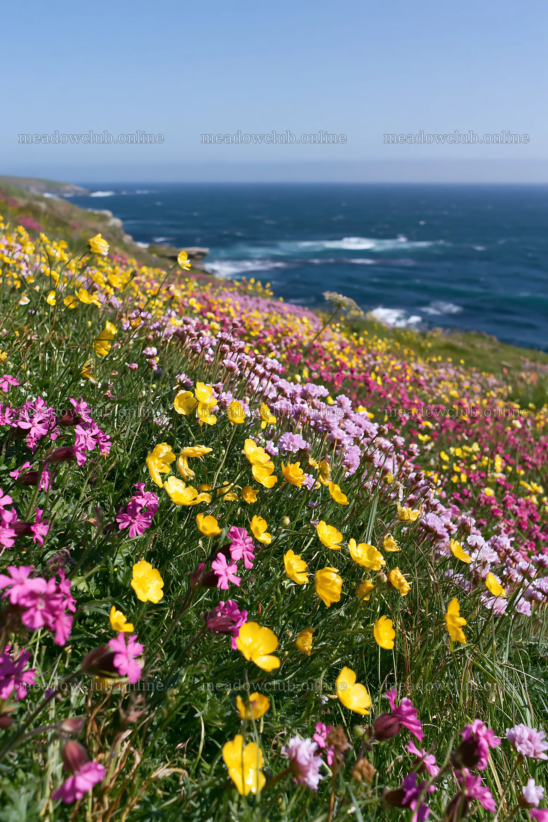 Colorful buttercup meadow by the ocean with rolling hills – meadow photos 6480x9722