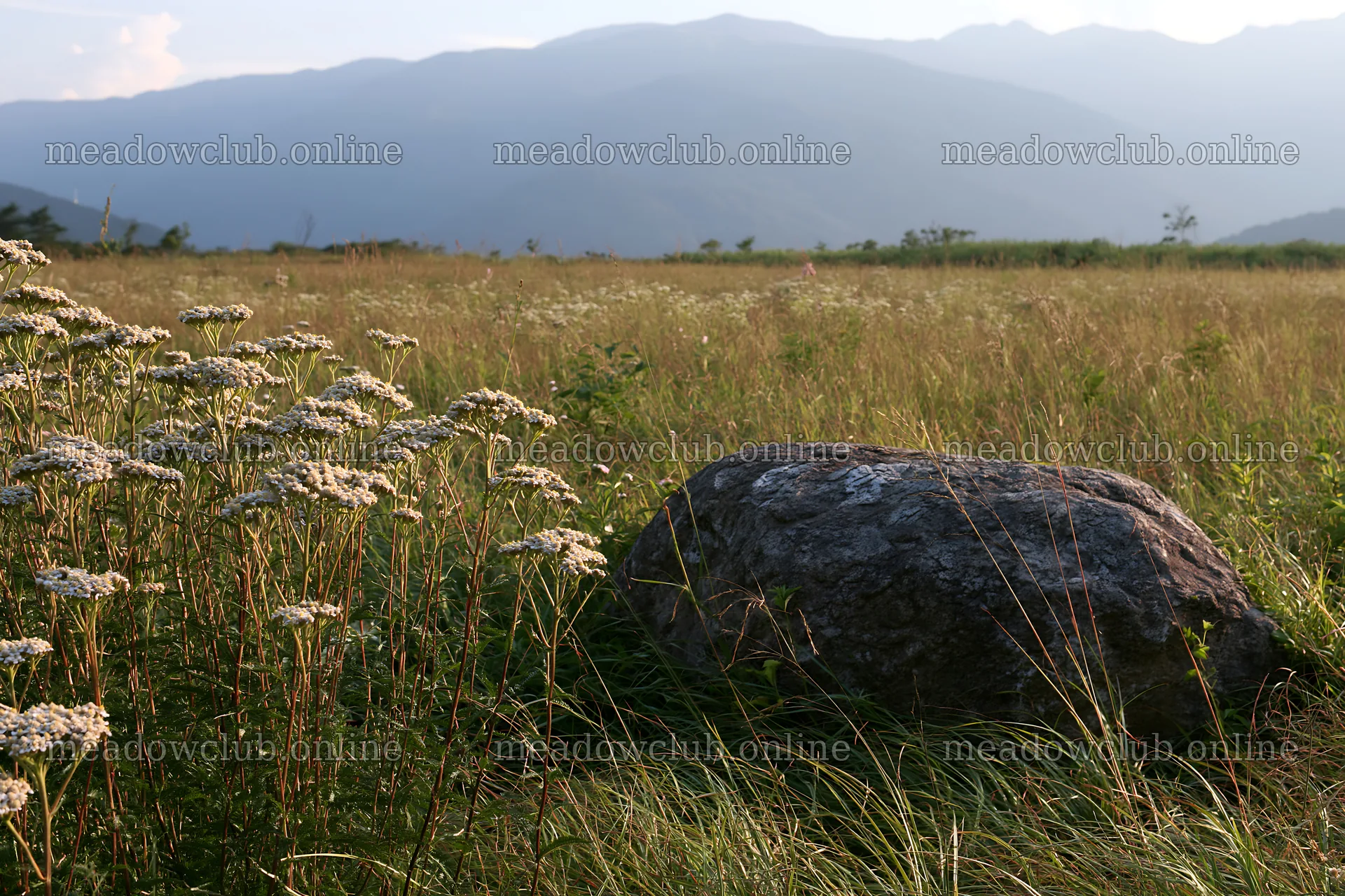 Granite boulder in Nagano drought resilient meadow – meadow photos 9722x6480