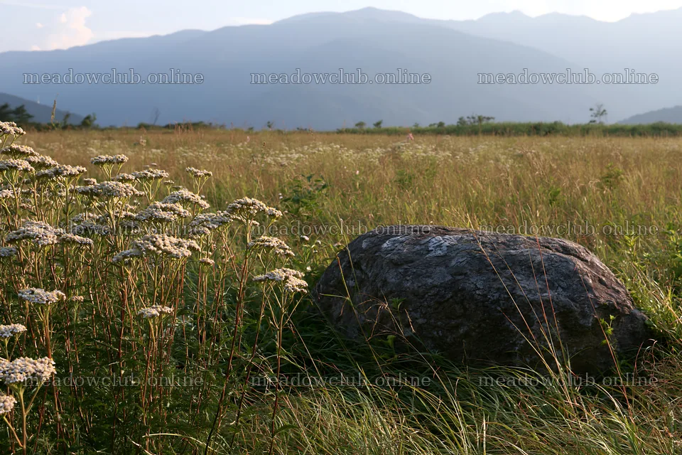 Granite boulder in Nagano drought resilient meadow – meadow photos 9722x6480