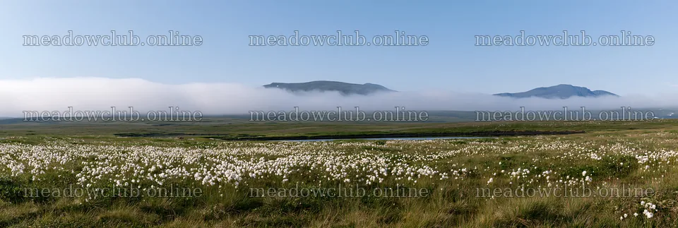 Meadow with white seedheads and mountains in the background – meadow photos 13690x4602