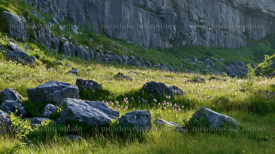 Biodiverse meadow with stones and flowers in sunny weather – meadow photos 10608x5938