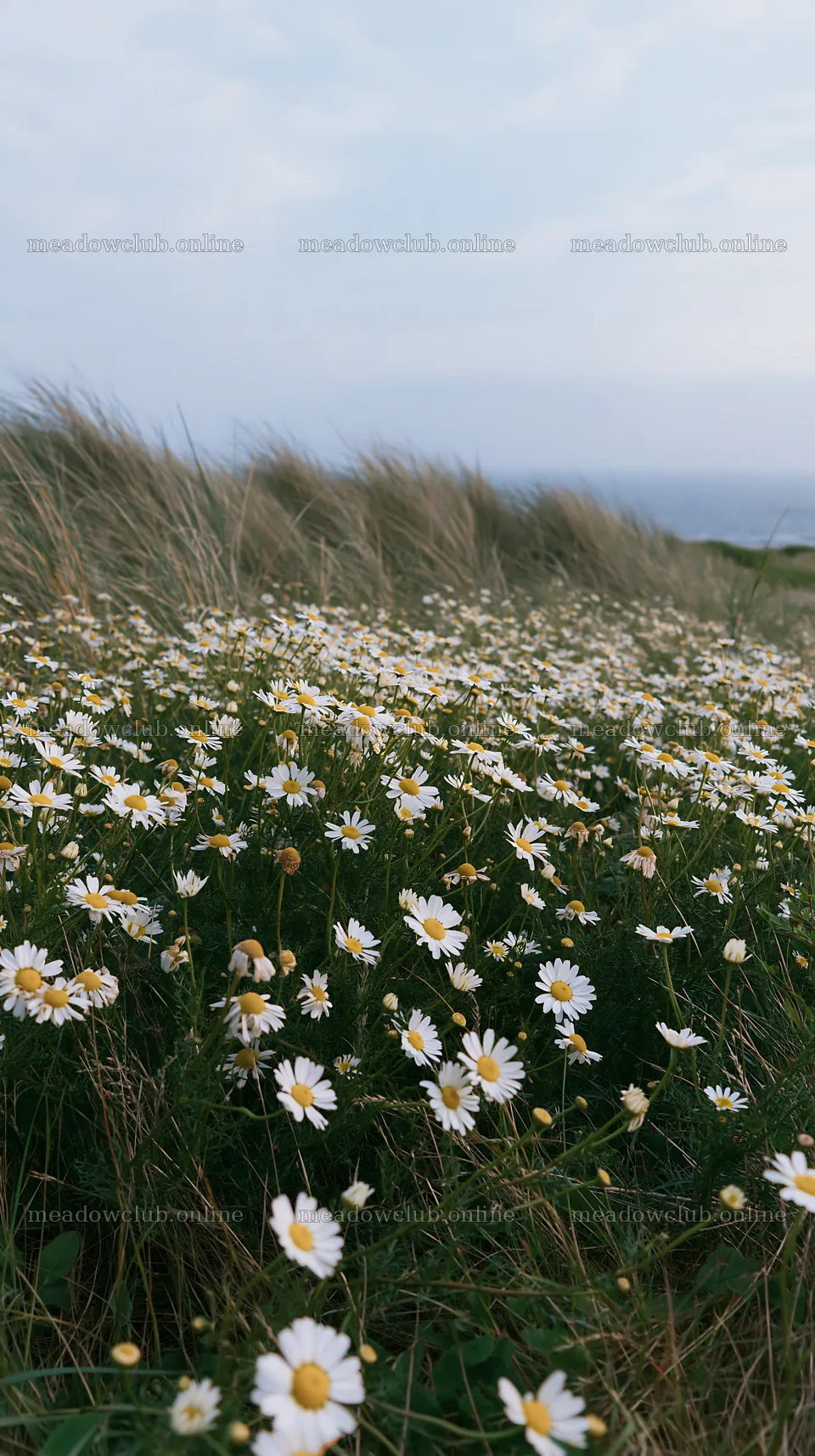 Chamomile meadow filled with flowers and grass by the sea – meadow photos 5938x10608