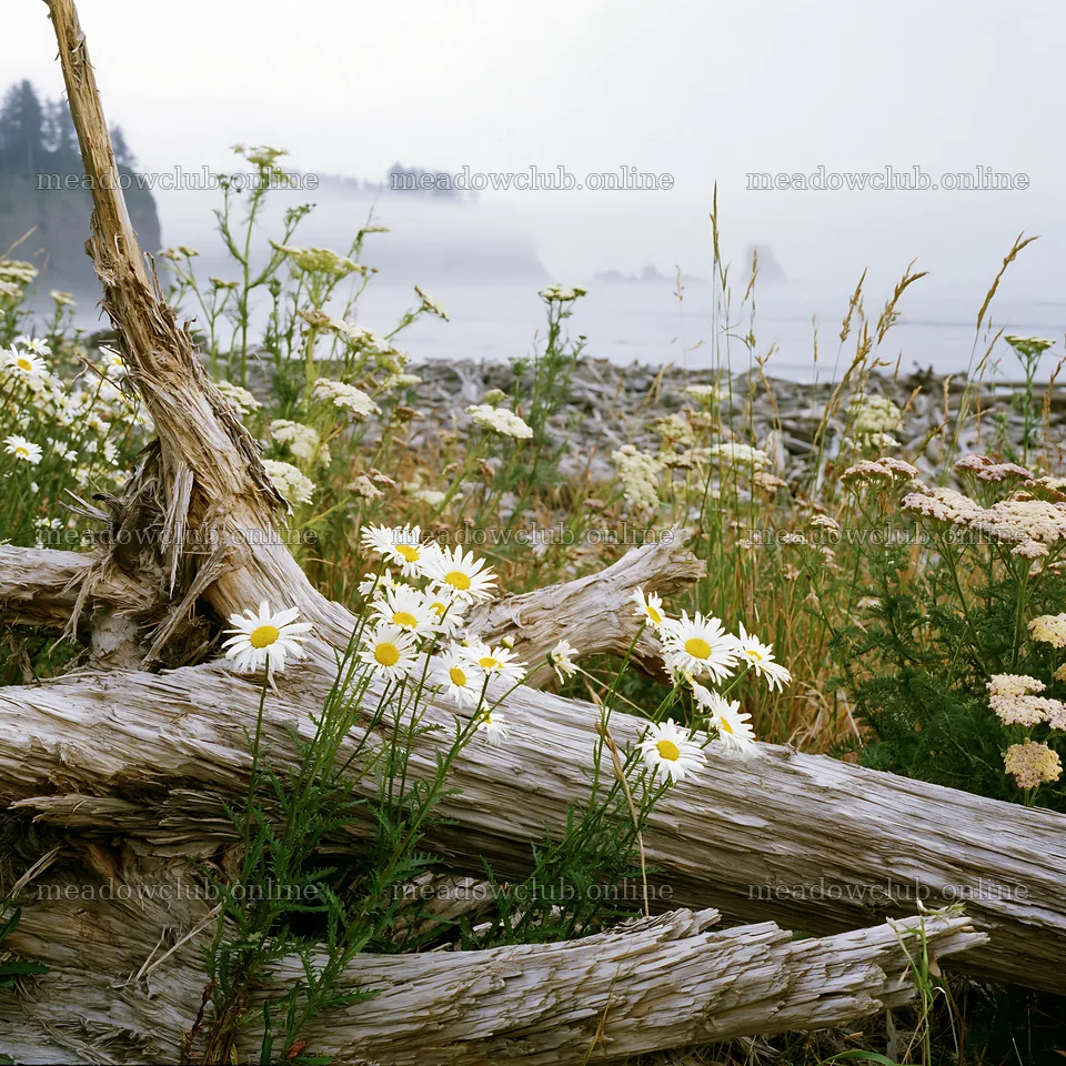 Weathered logs and flowers in a misty meadow – meadow photos 7938x7938