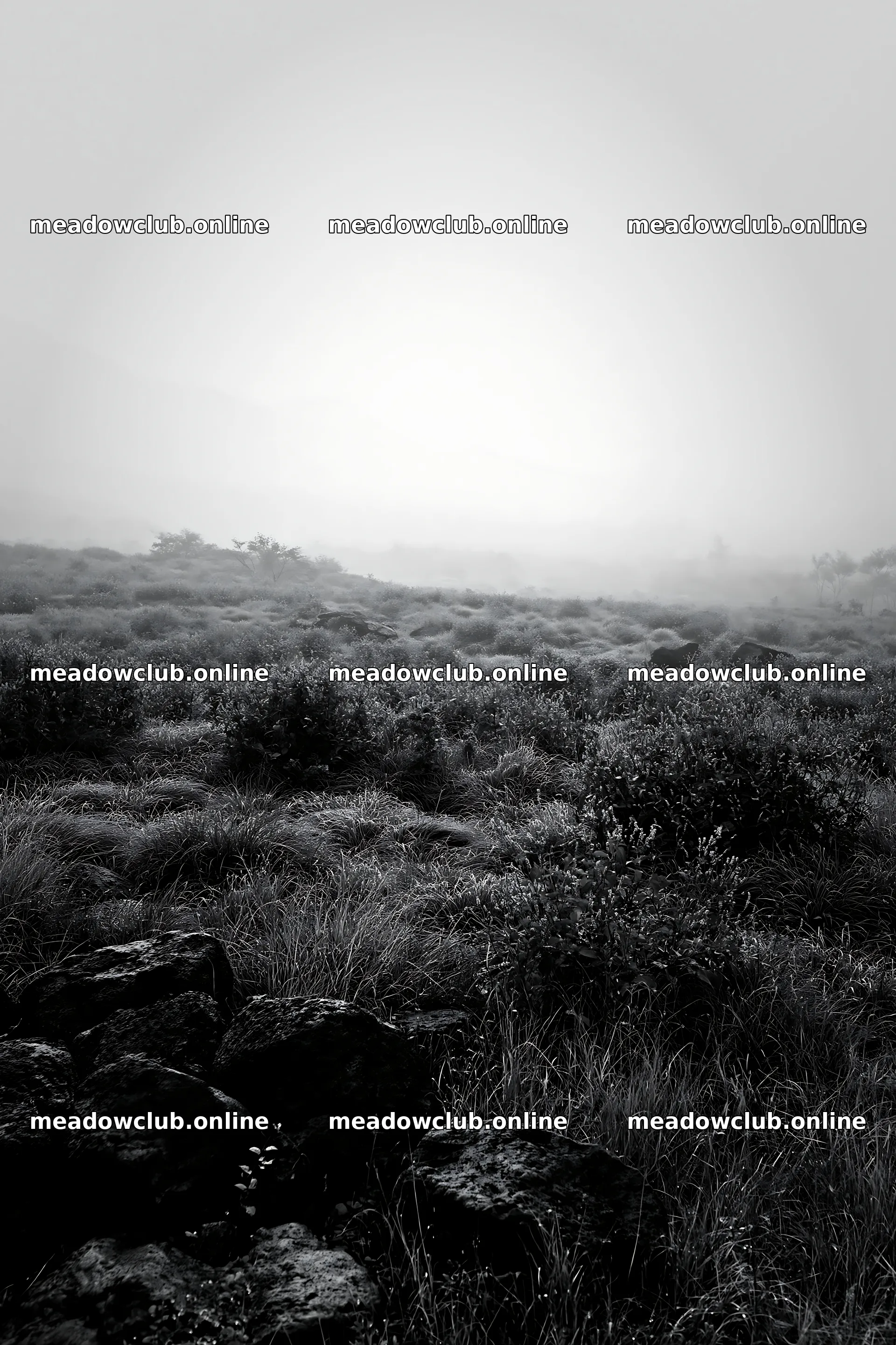 Yamanashi regenerative meadow with basalt stones in morning fog – meadow photos 6480x9722