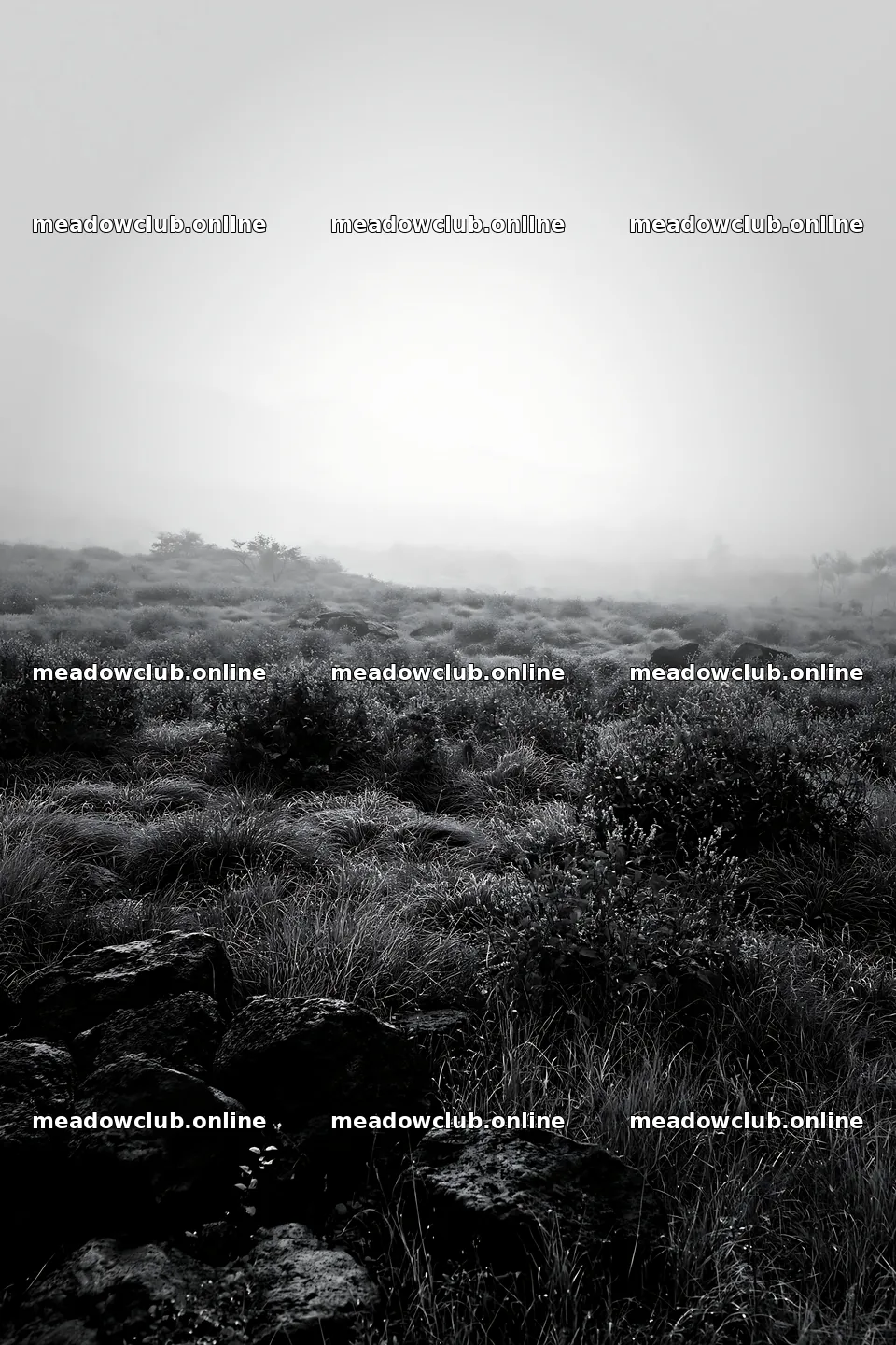 Yamanashi regenerative meadow with basalt stones in morning fog – meadow photos 6480x9722