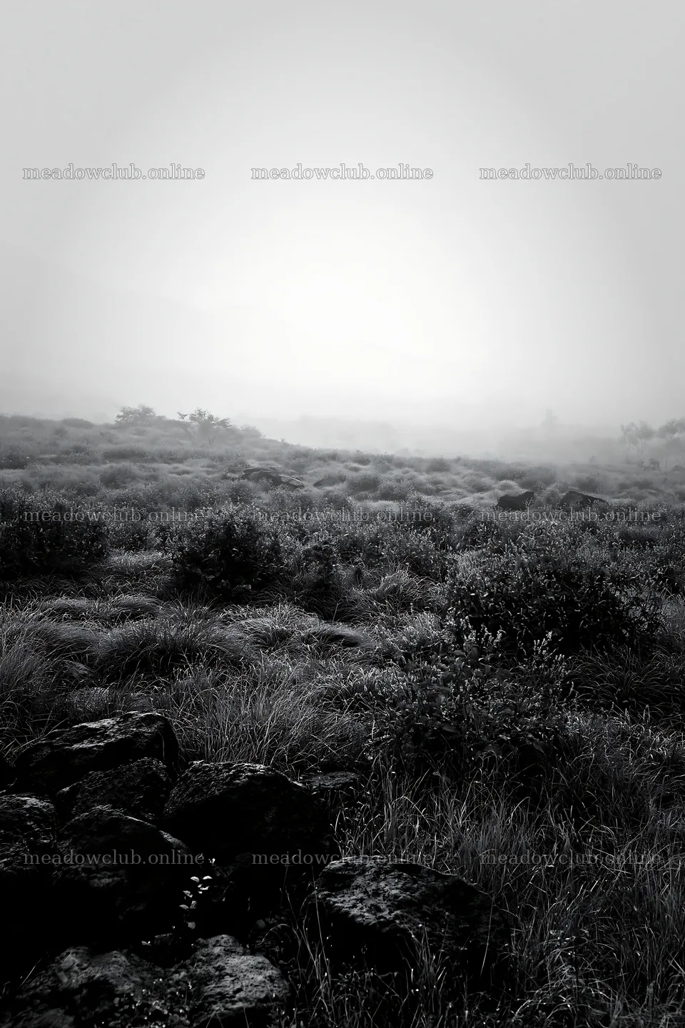 Yamanashi regenerative meadow with basalt stones in morning fog – meadow photos 6480x9722