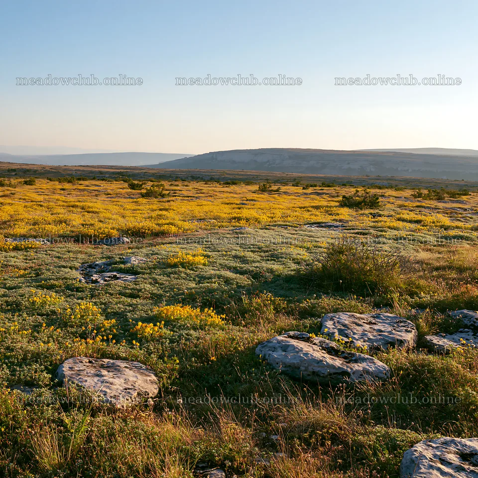 Sunny dry meadow with rocks and distant hills in daylight – meadow photos 7938x7938