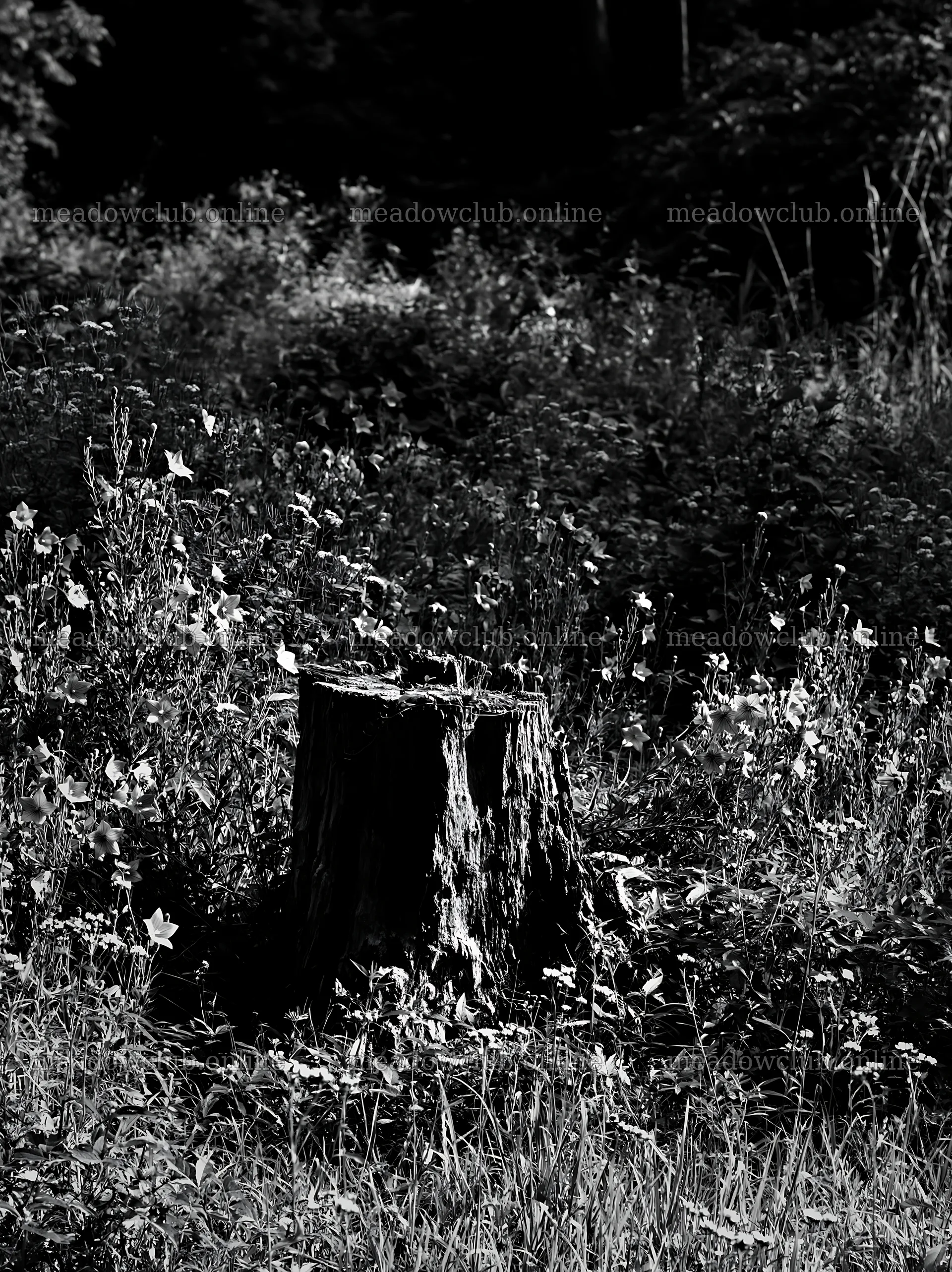 Fukushima native meadow with weathered stump – meadow photos 6866x9174