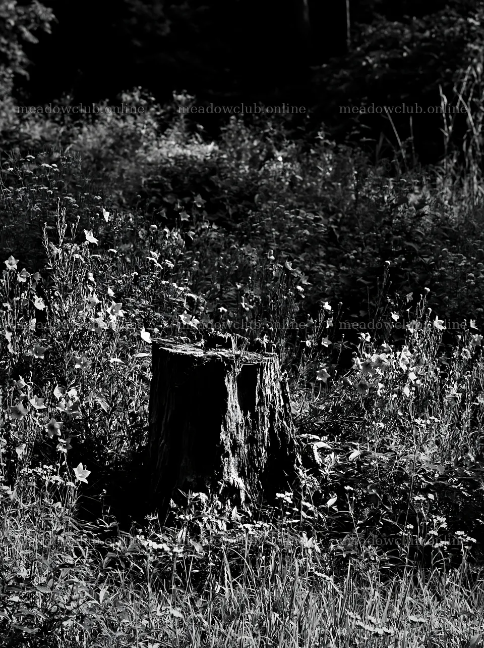 Fukushima native meadow with weathered stump – meadow photos 6866x9174