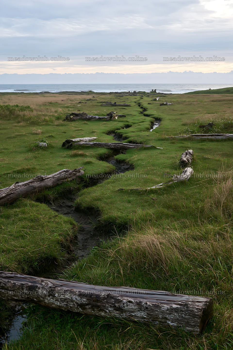Ishikawa coastal meadow storm washed driftwood on grass – meadow photos 6480x9722