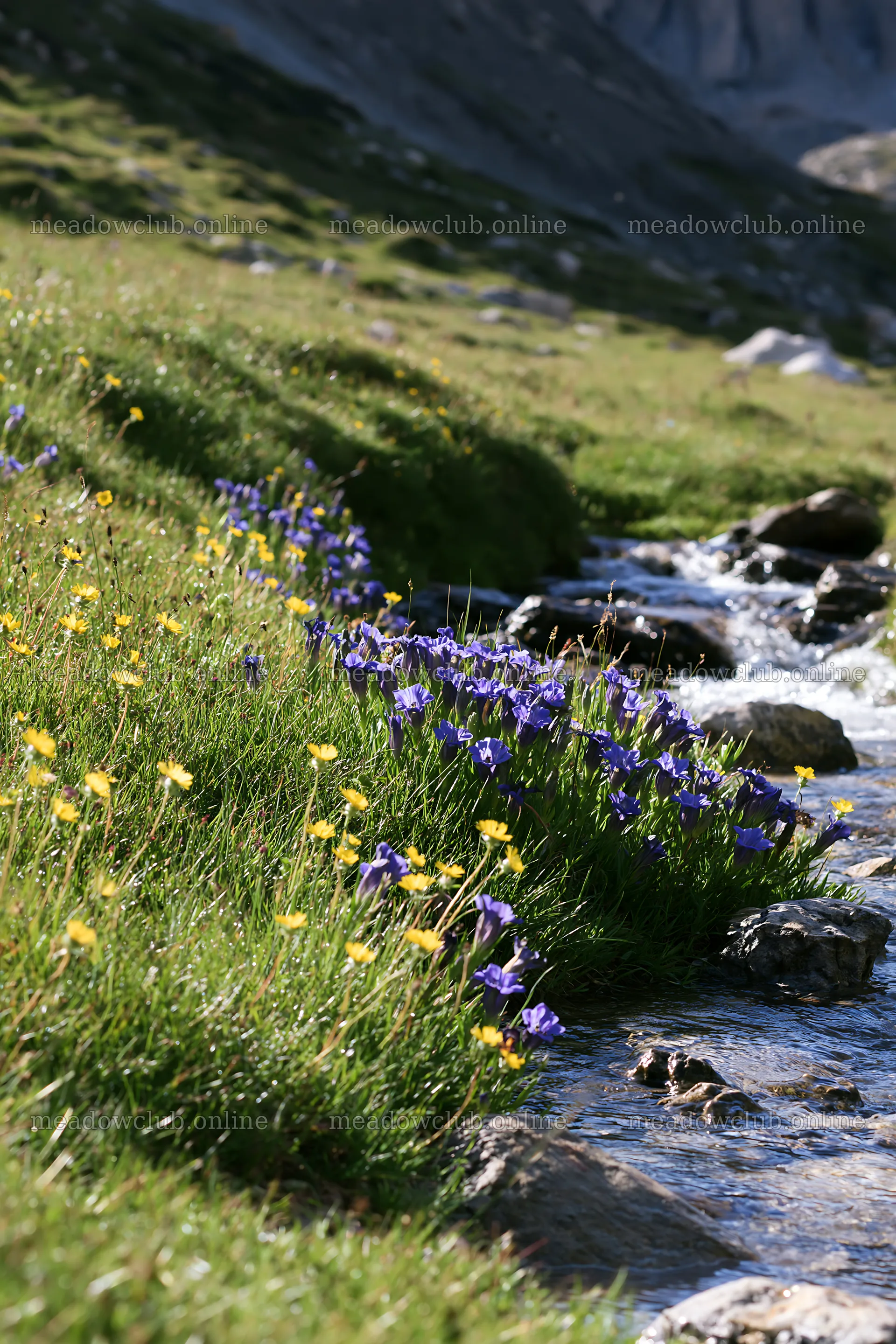 High contrast brook meadow with wildflowers by a stream – meadow photos 6480x9722