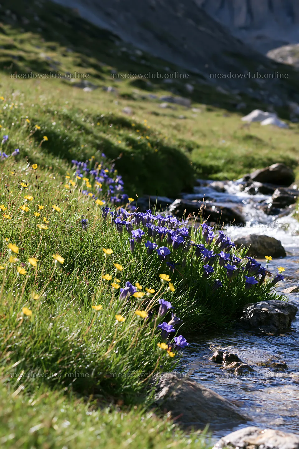 High contrast brook meadow with wildflowers by a stream – meadow photos 6480x9722