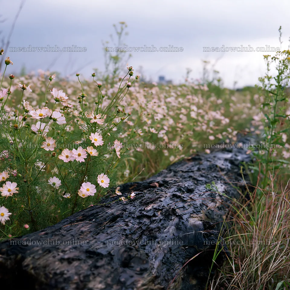 Chiba coastal climate meadow with driftwood and wildflowers – meadow photos 7938x7938