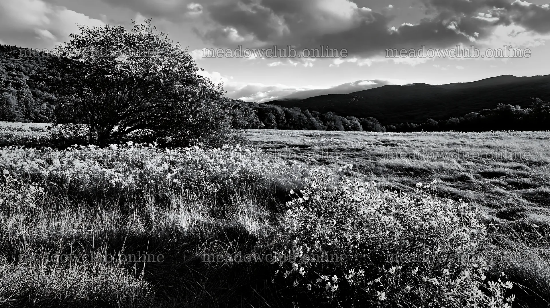 Autumn meadow with flowers and tree in a black and white setting – meadow photos 10608x5938