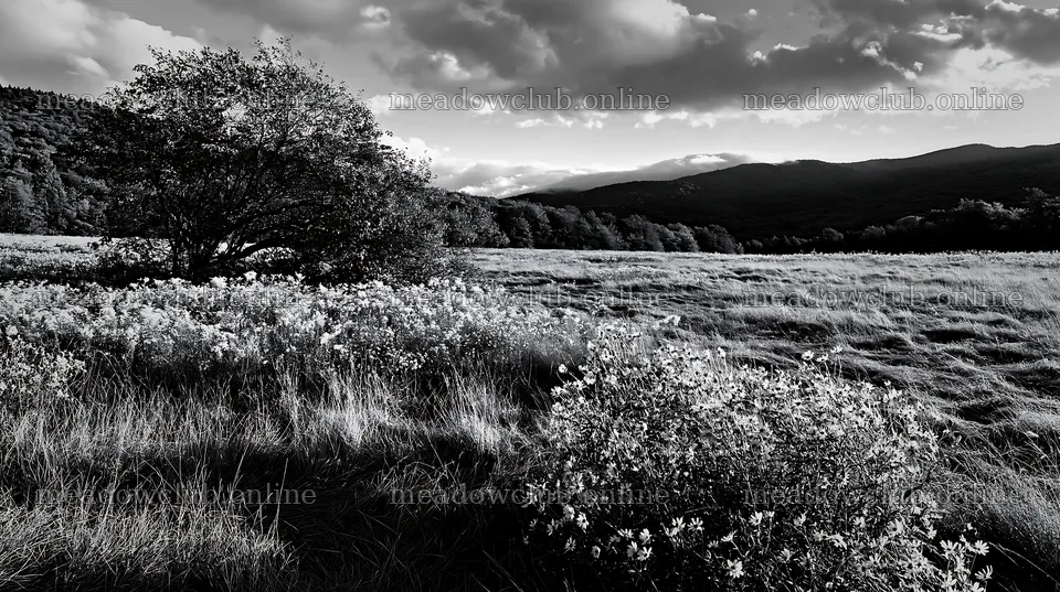 Autumn meadow with flowers and tree in a black and white setting – meadow photos 10608x5938