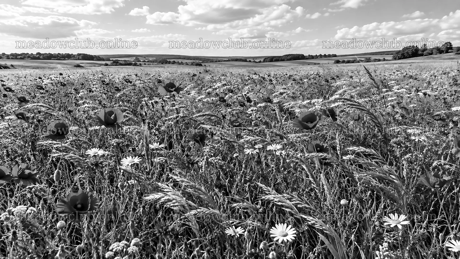 Monochrome Wildflower Meadow Under a Cloudy Sky – meadow photos 10324x5812