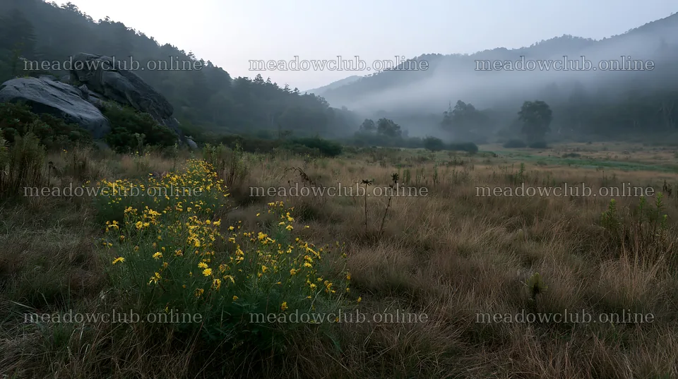 Nagano drought resilient meadow granite boulder in fog – meadow photos 10608x5938