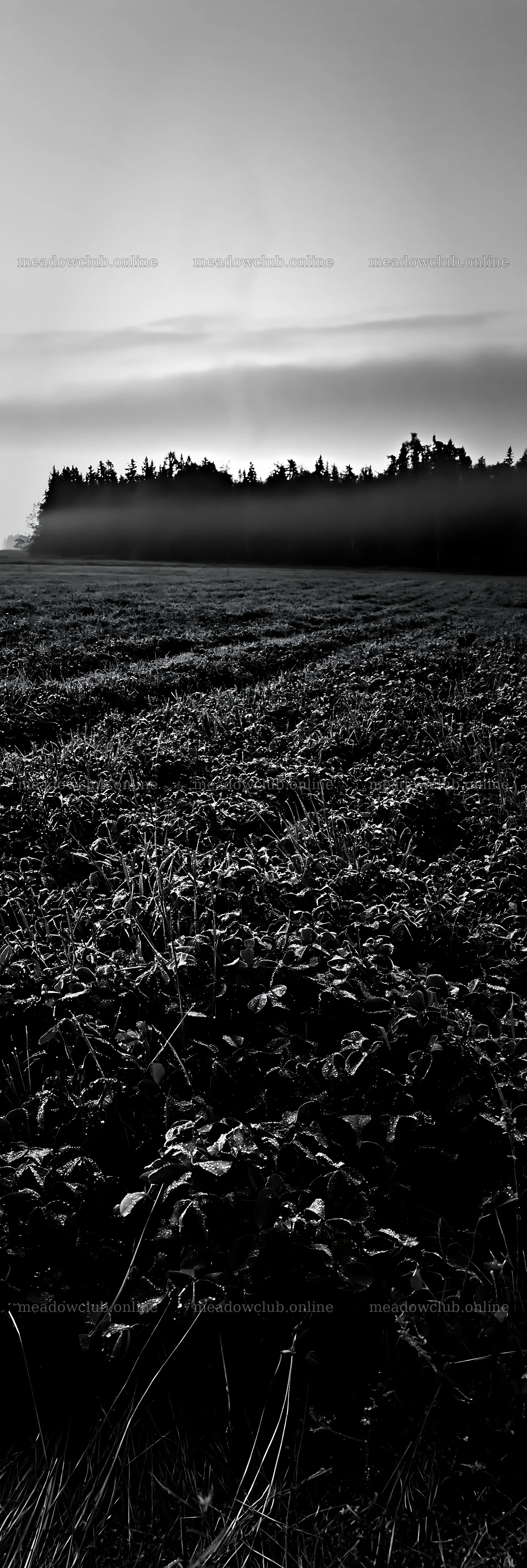 Clover meadow with dew at dawn near forest edge – meadow photos 4602x13690