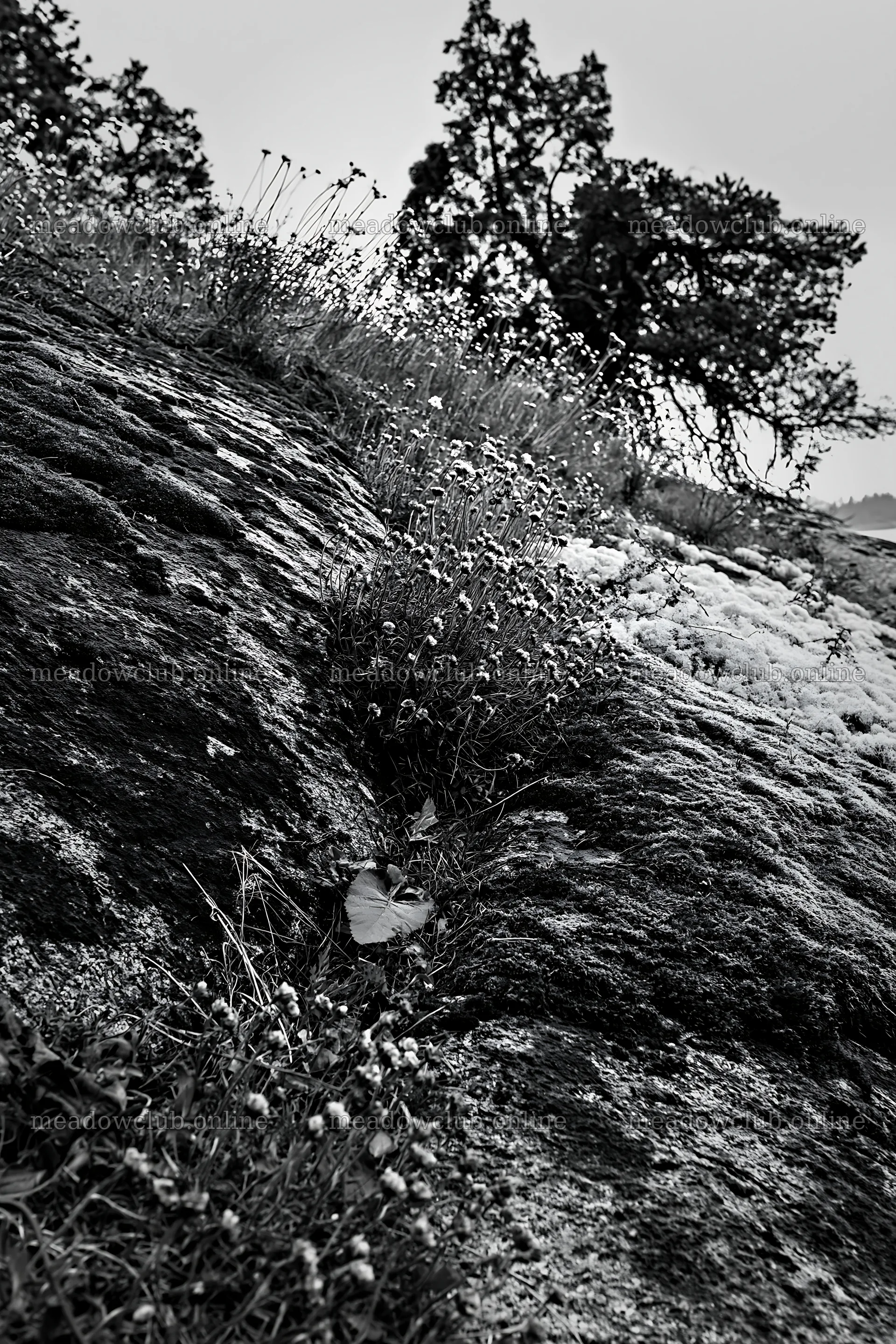 Mossy boulder meadow with wildflowers in black and white – meadow photos 6480x9722