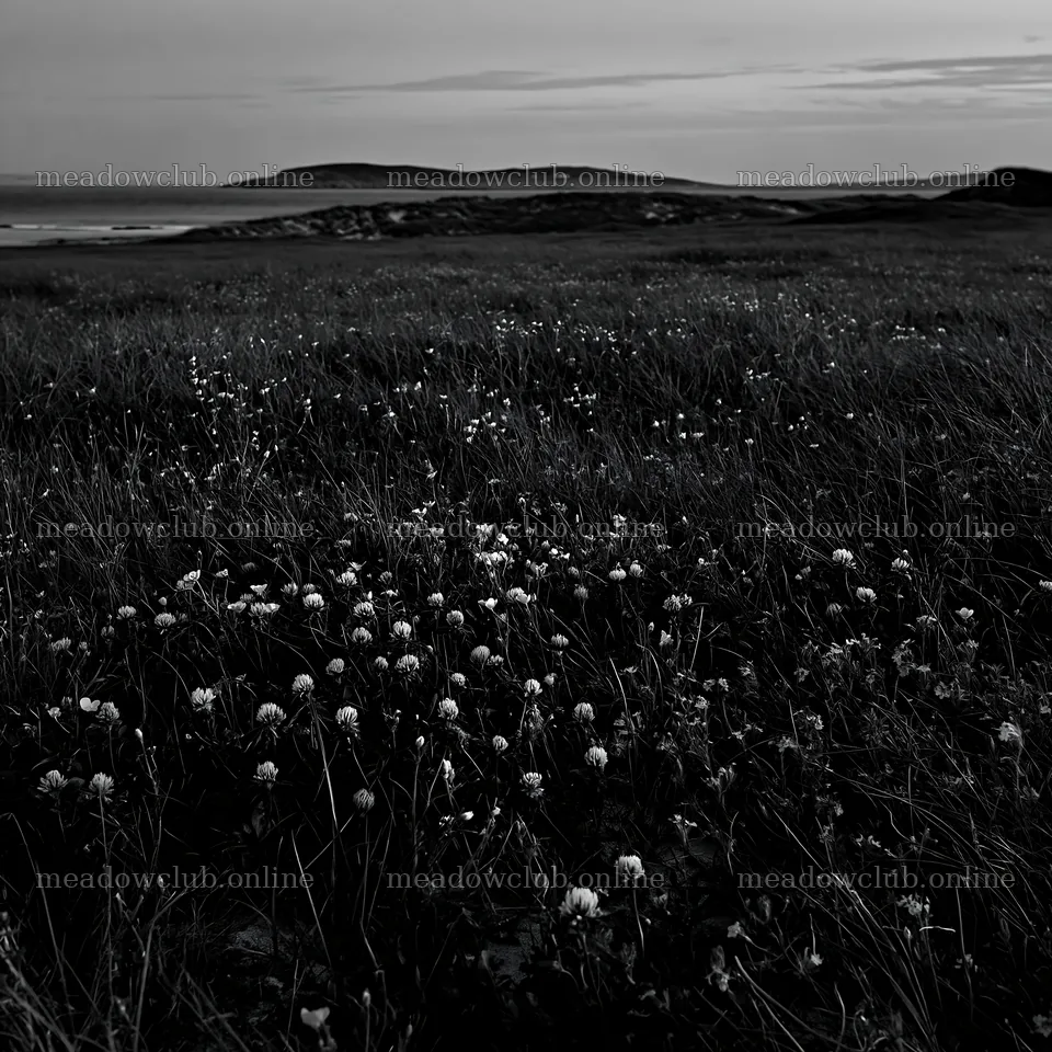 Regenerative meadow with flowers near a coastline – meadow photos 7938x7938