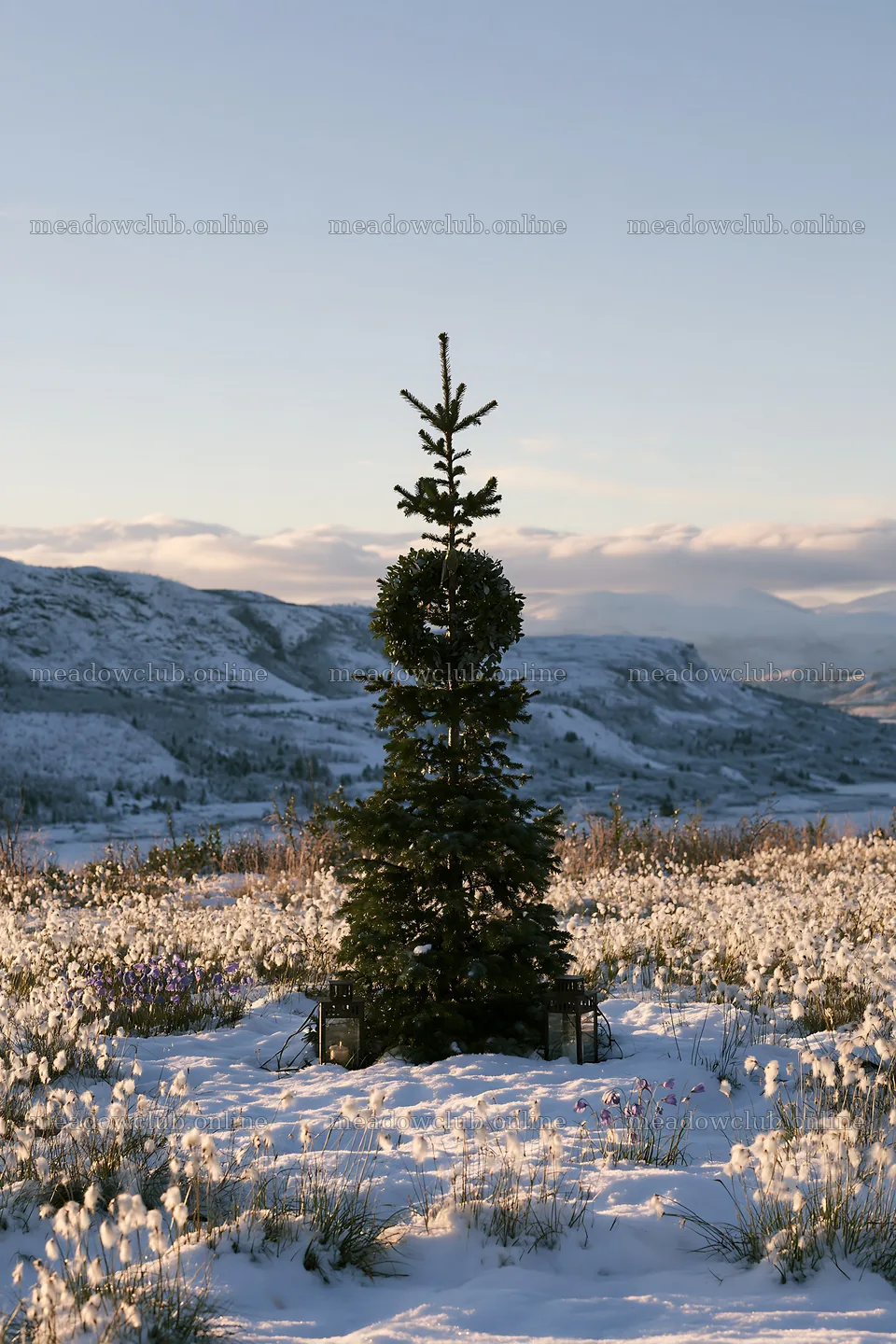 Christmas tree in mountain meadow after snowfall – meadow photos 6480x9722