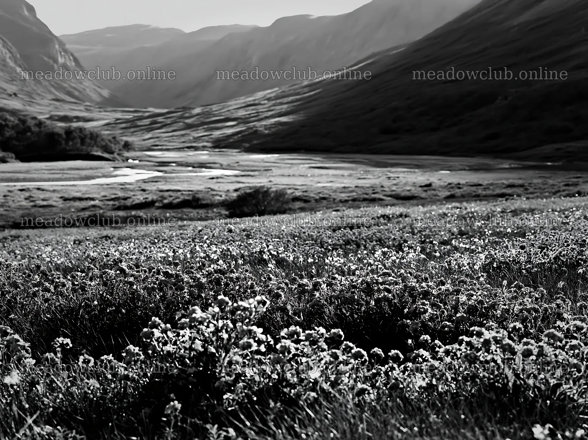 Climate-resilient meadow with wildflowers in a valley – meadow photos 9174x6866