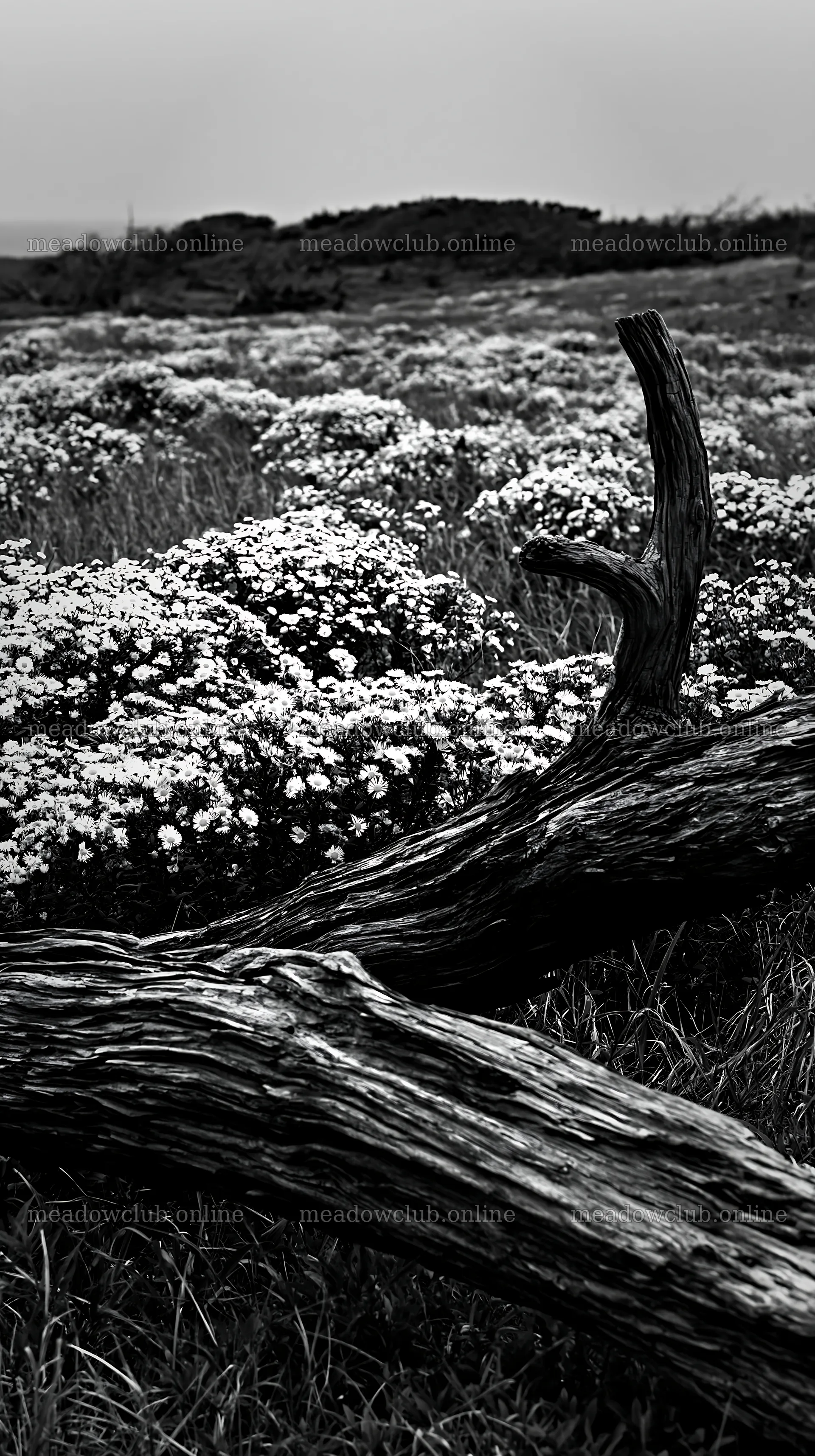 Driftwood in a meadow with flowers in Chiba coastal climate – meadow photos 5938x10608