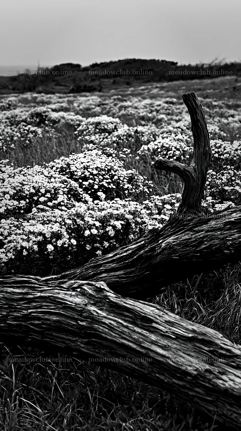 Driftwood in a meadow with flowers in Chiba coastal climate – meadow photos 5938x10608