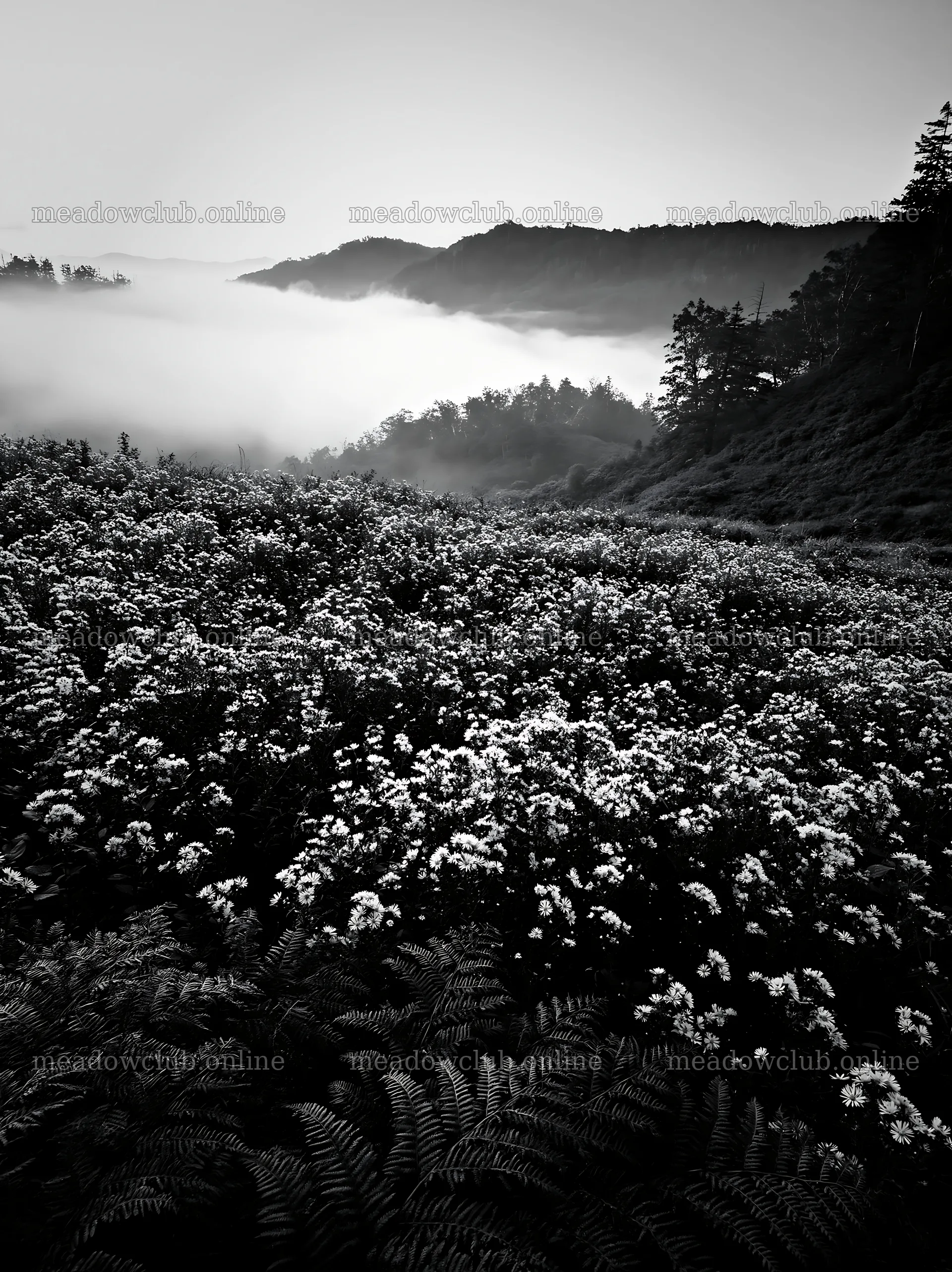 Tokushima mountain meadow with fern fronds in foreground – meadow photos 6866x9174