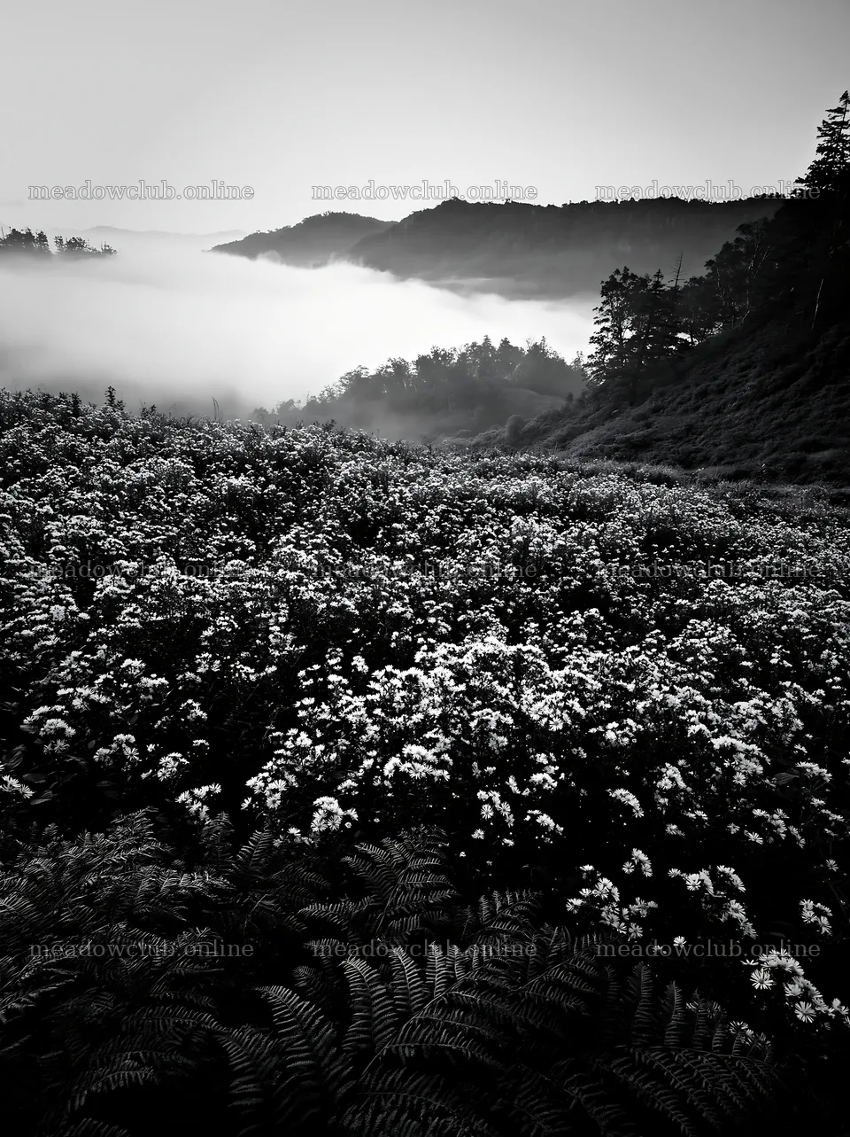 Tokushima mountain meadow with fern fronds in foreground – meadow photos 6866x9174