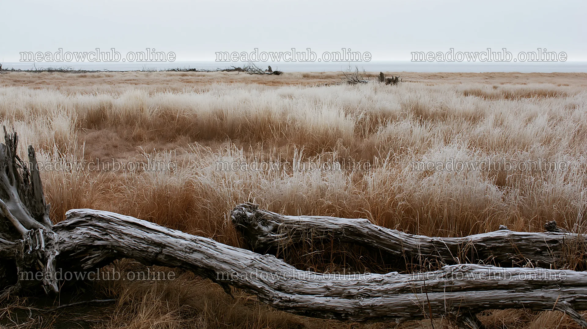 Chiba coastal climate meadow with driftwood in foreground – meadow photos 10608x5938