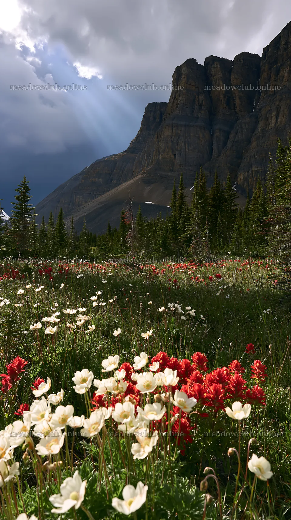 Meadow with wildflowers under crags in sunlight – meadow photos 5938x10608