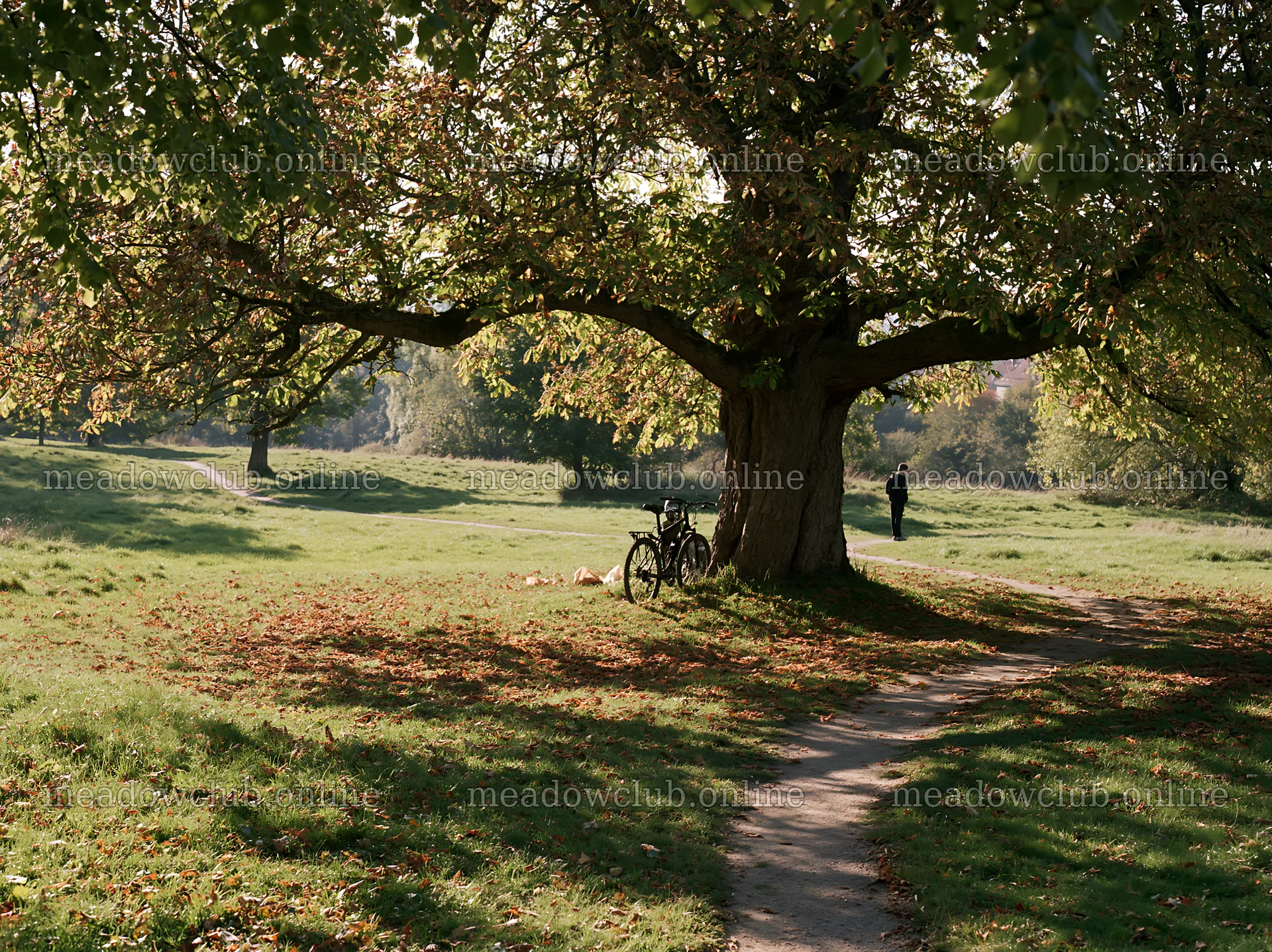 Bicycles under a large tree in a sunny meadow – meadow photos 9174x6866