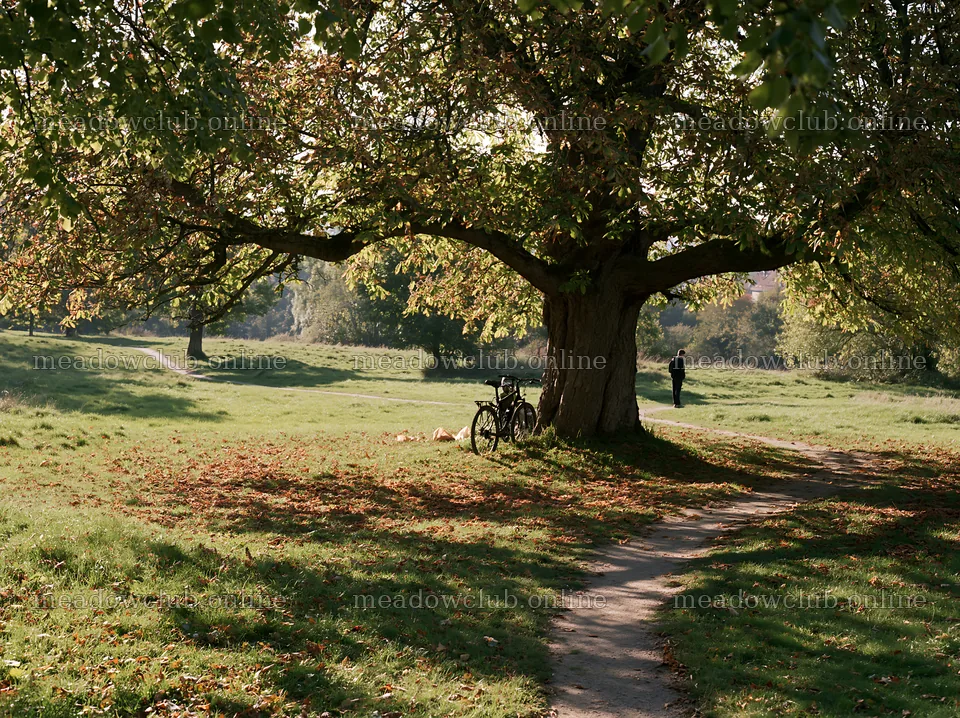 Bicycles under a large tree in a sunny meadow – meadow photos 9174x6866