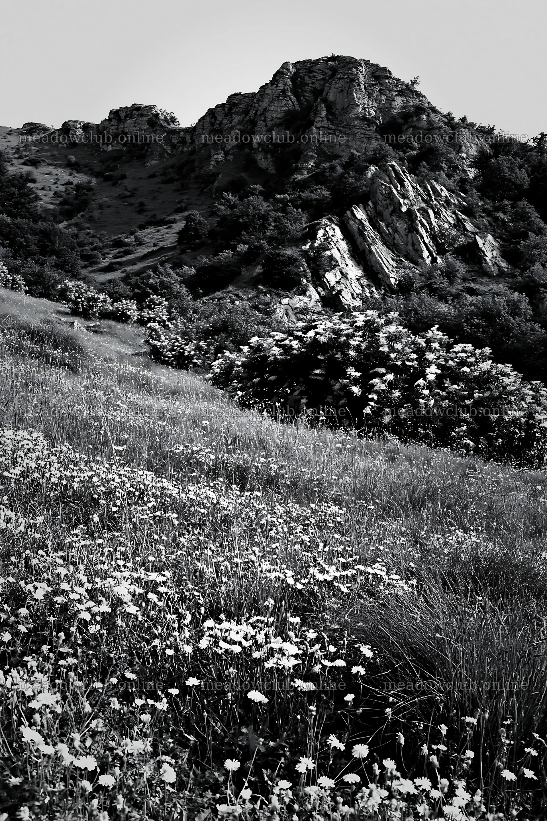 Regenerative meadow with flowers and rocky hillside – meadow photos 6480x9722