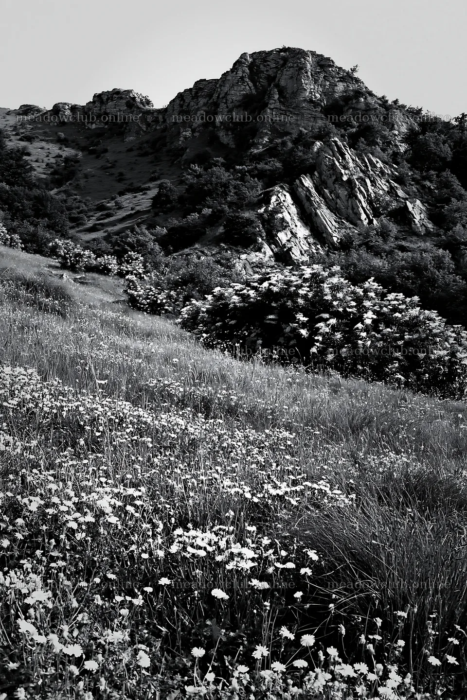 Regenerative meadow with flowers and rocky hillside – meadow photos 6480x9722