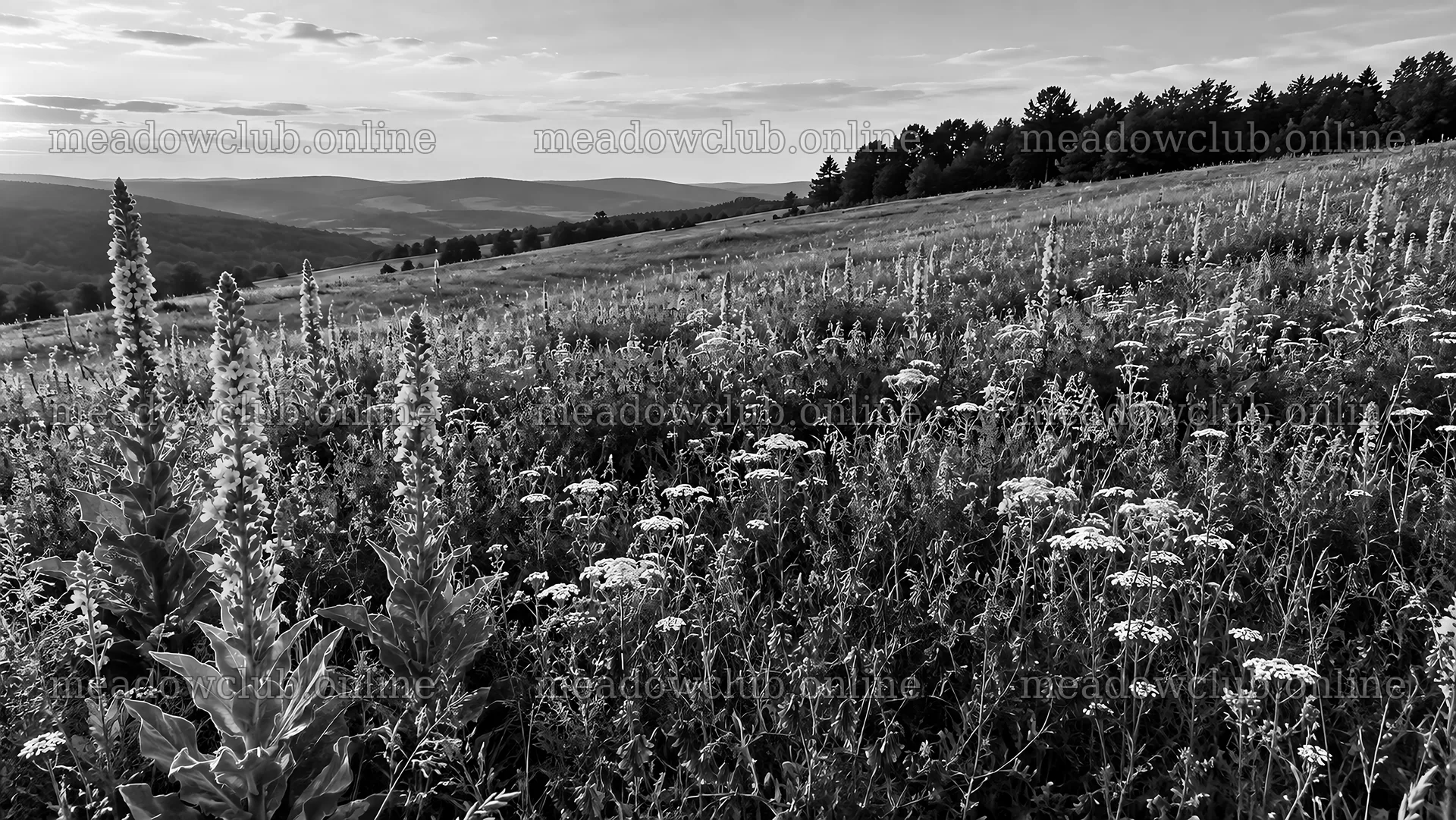 Black and White Wildflower Meadow on Rolling Hills – meadow photos 10324x5812