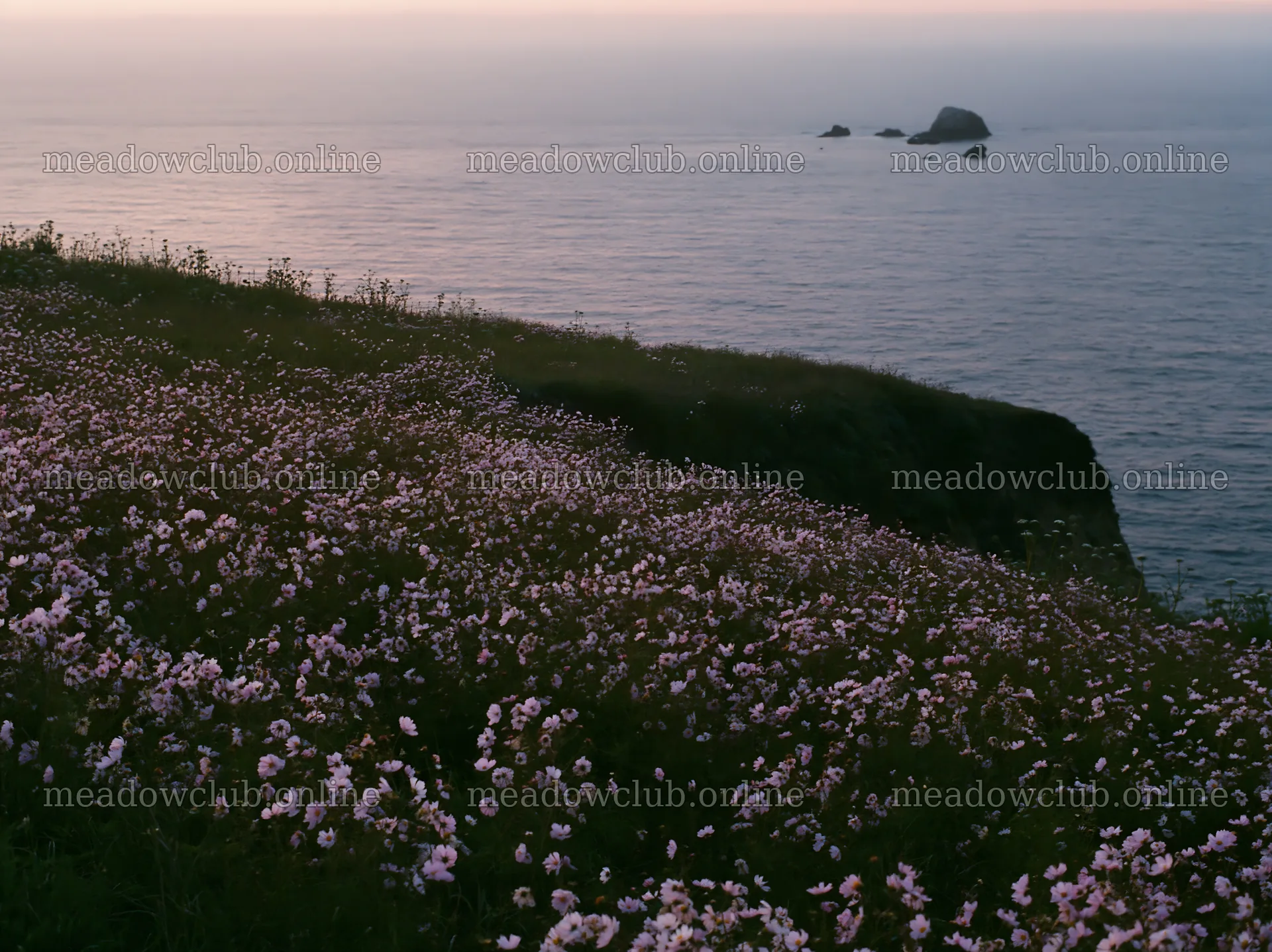 Colorful cosmos meadow near the ocean at sunset – meadow photos 9174x6866