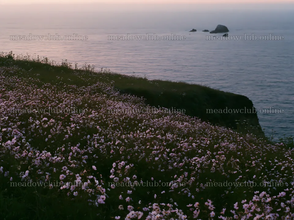 Colorful cosmos meadow near the ocean at sunset – meadow photos 9174x6866