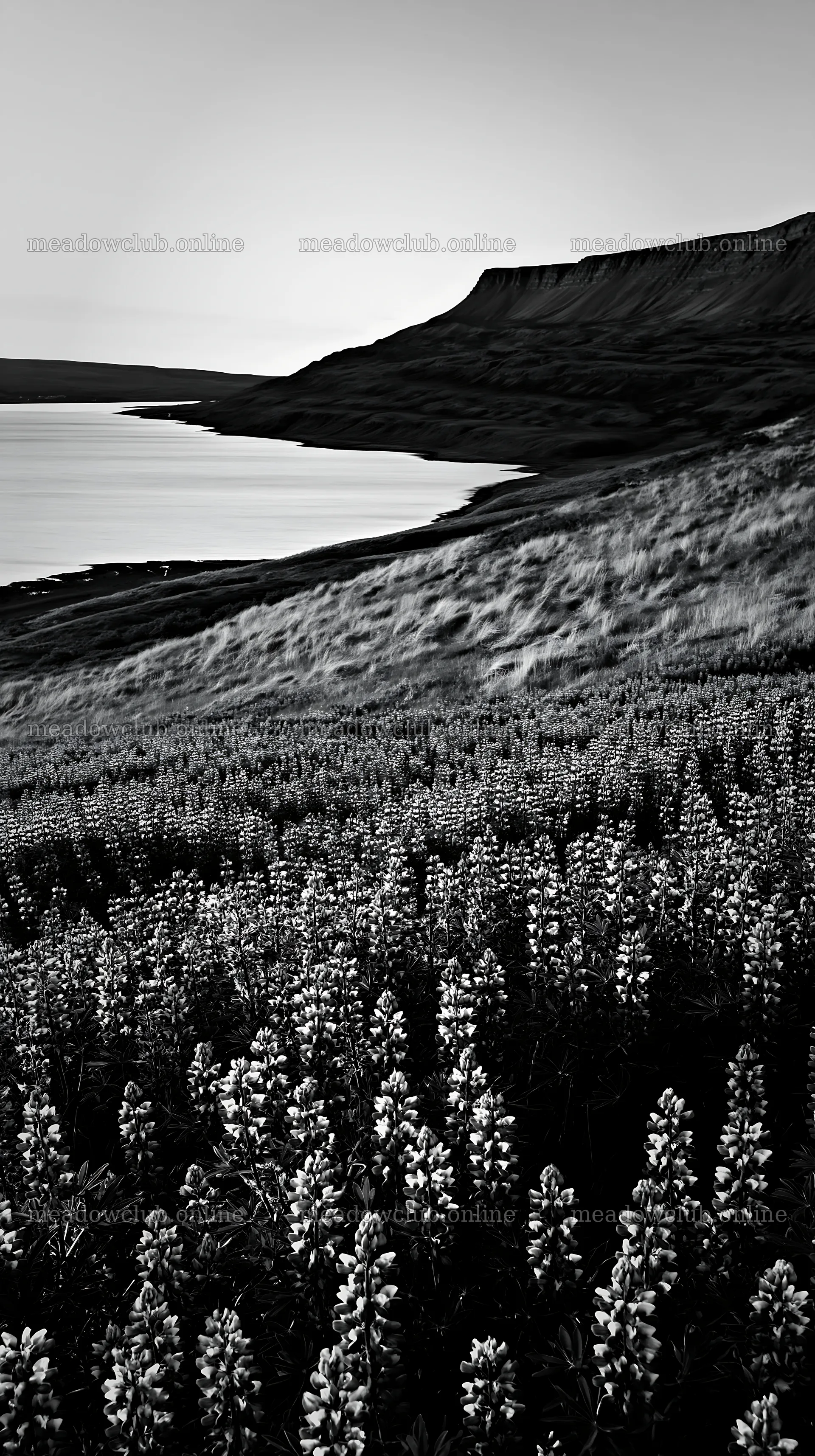 Lupin meadow foreground copy space with sunset over water – meadow photos 5938x10608