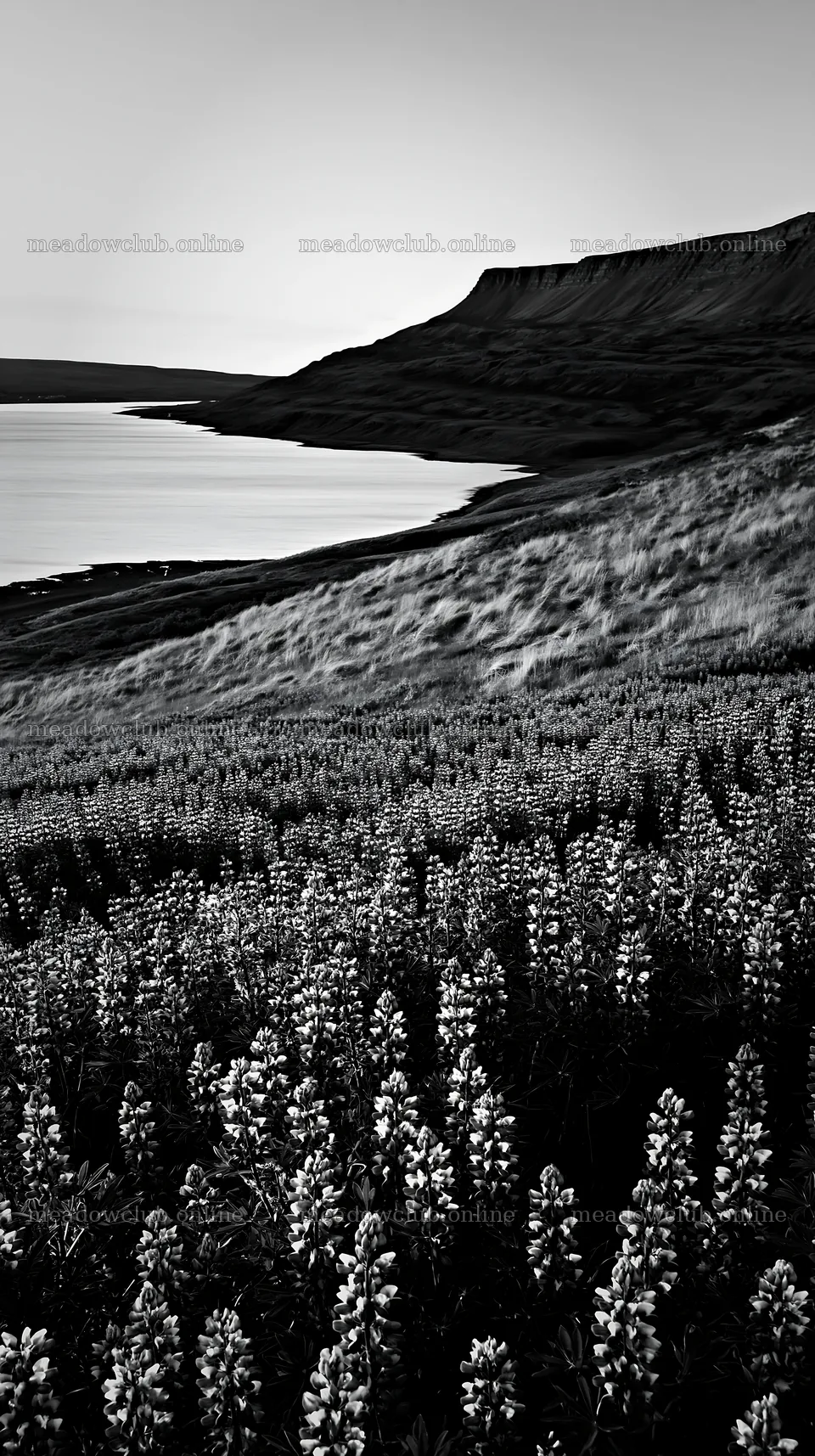 Lupin meadow foreground copy space with sunset over water – meadow photos 5938x10608