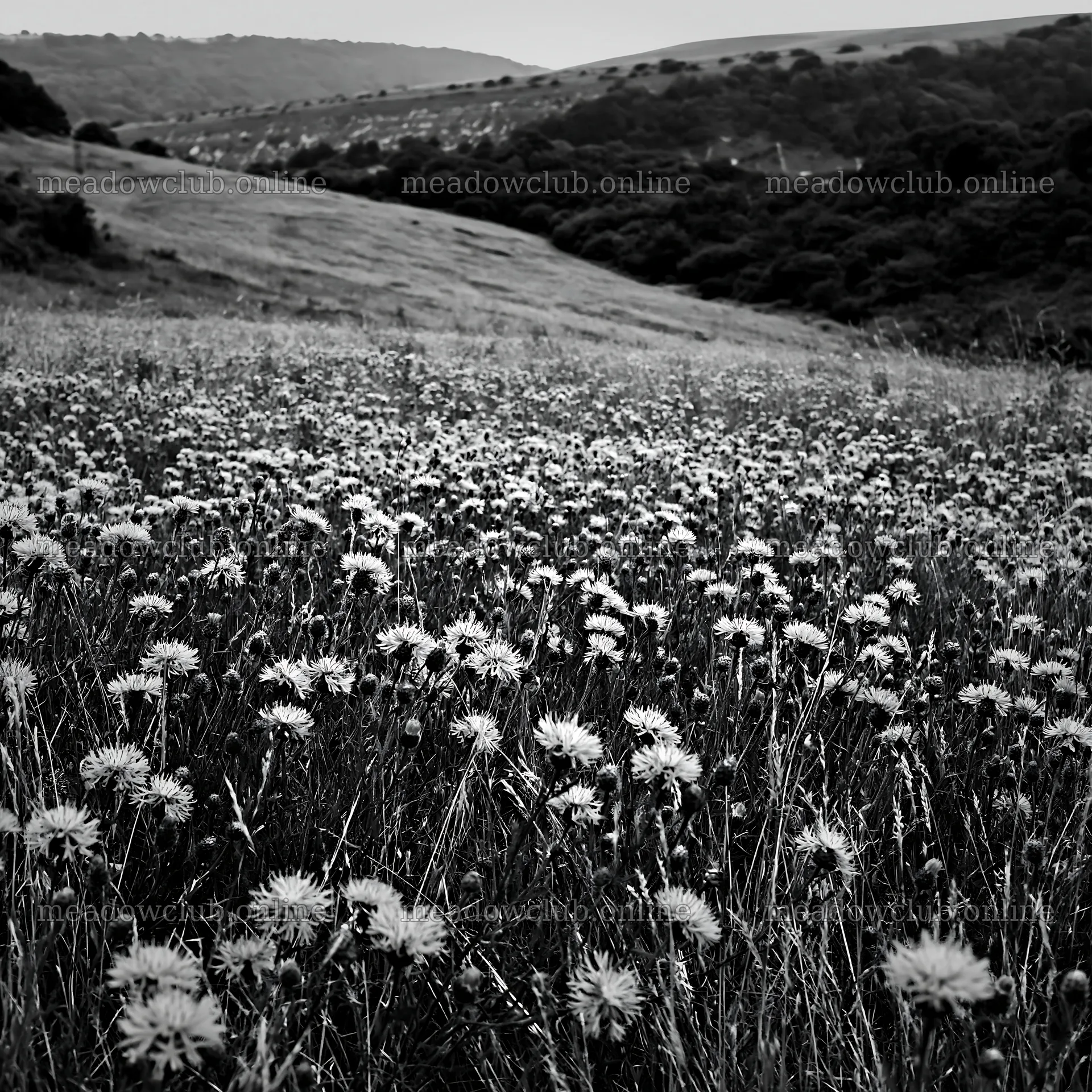 Violet knapweed meadow with flowering plants in a hillside setting – meadow photos 7938x7938