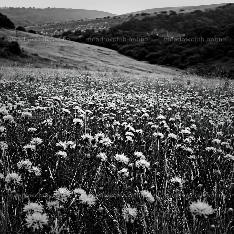 Violet knapweed meadow with flowering plants in a hillside setting – meadow photos 7938x7938