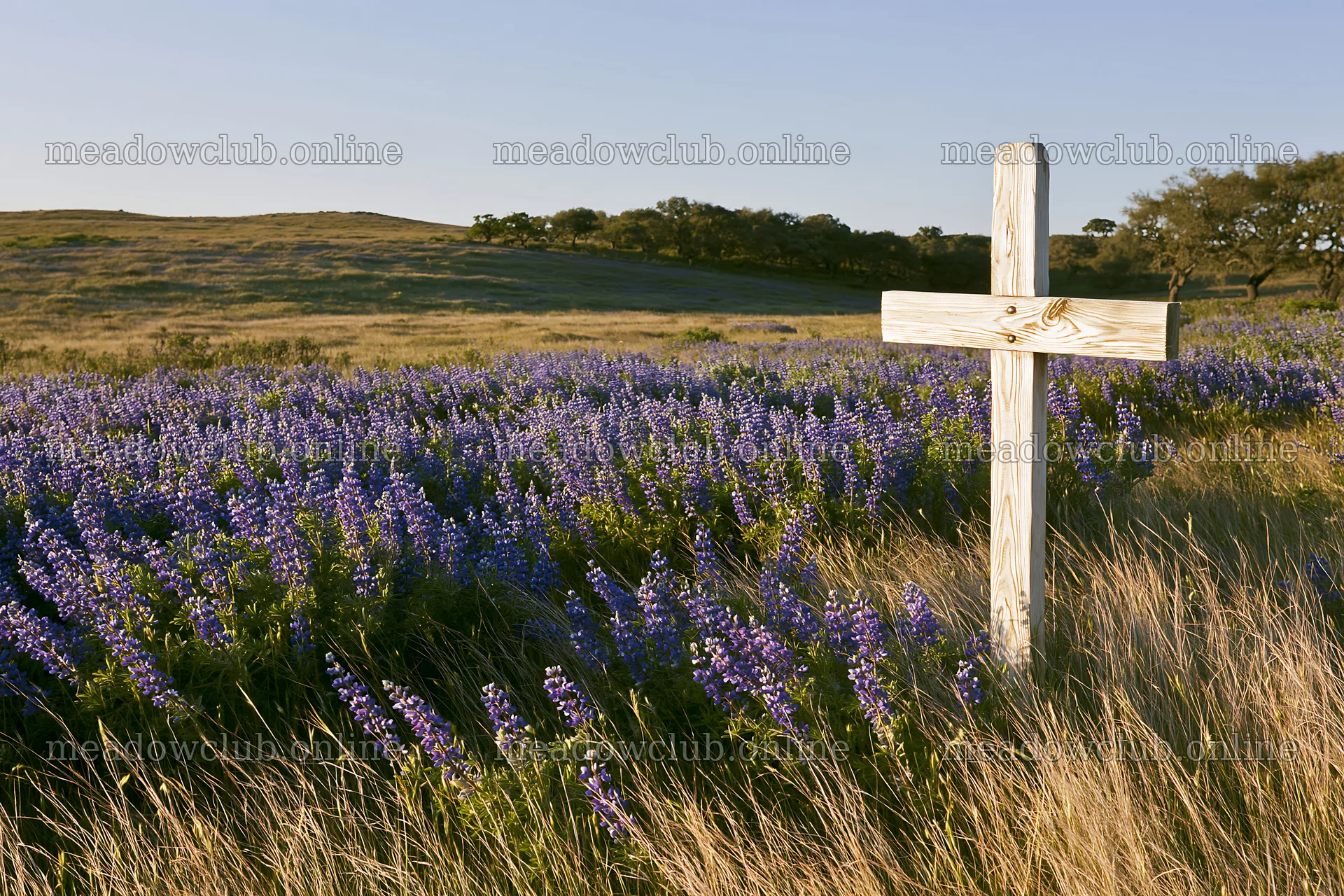 White Christian cross in remote meadow with blue flowers – meadow photos 9722x6480