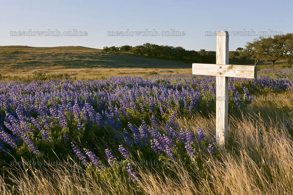White Christian cross in remote meadow with blue flowers – meadow photos 9722x6480