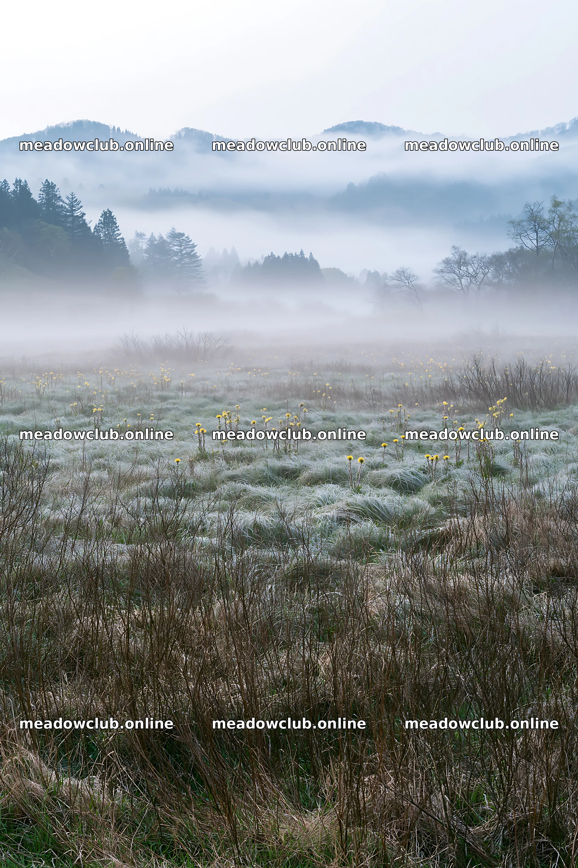 Akita snowmelt meadow with silver grasses and yellow flowers – meadow photos 6480x9722