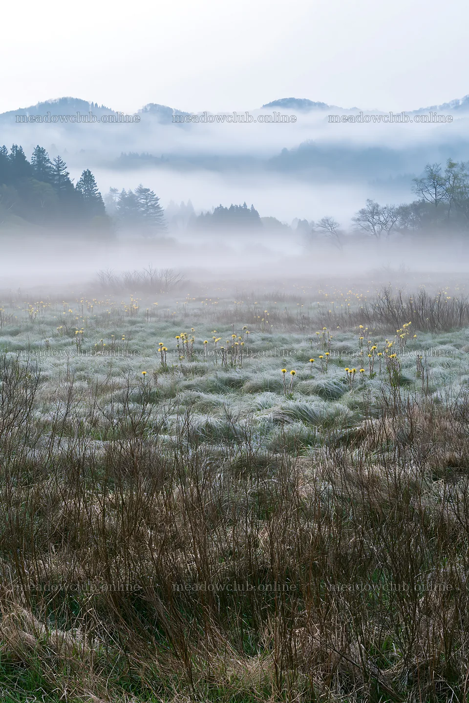 Akita snowmelt meadow with silver grasses and yellow flowers – meadow photos 6480x9722