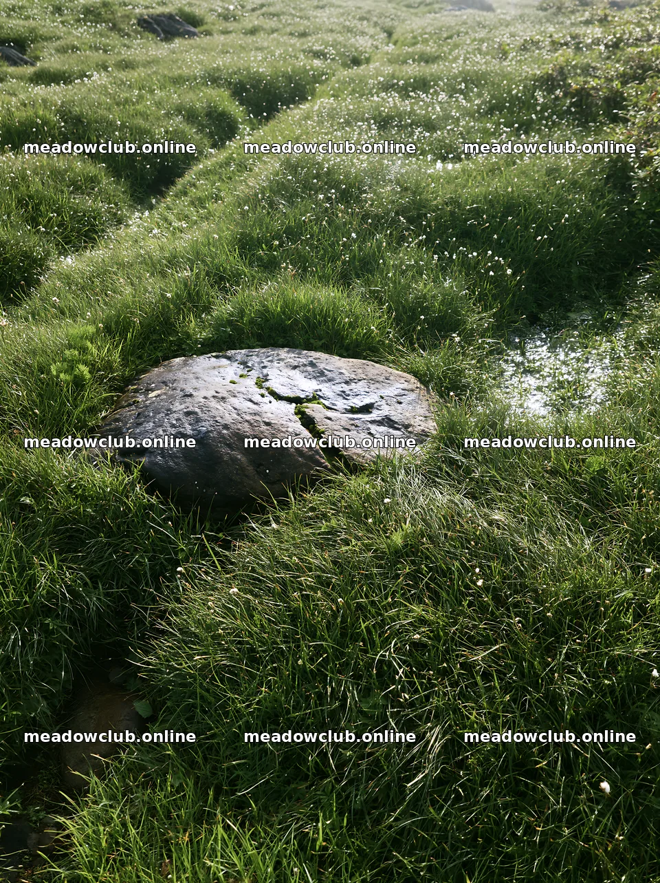 Aomori climate resilient meadow with boulder – meadow photos 6866x9174